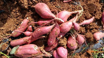 河北龍薯9號種苗批發(fā)與價格解析