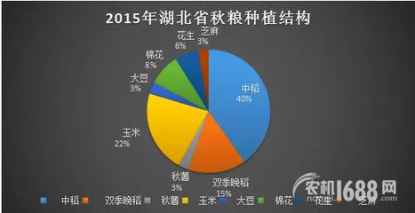 夏糧豐收后，秋糧種植新選擇 薯類作物的市場機(jī)遇與銷售策略